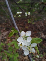 Prunus hortulana