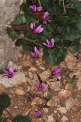 Cyclamen repandum