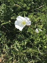 Oenothera speciosa