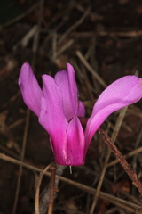 Cyclamen repandum
