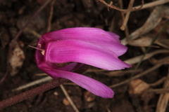 Cyclamen repandum