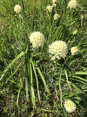 Toxicoscordion venenosum