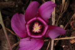 Cyclamen repandum