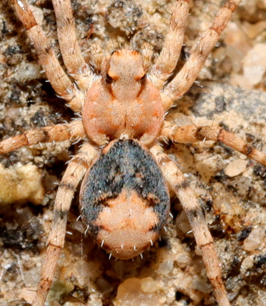 Evippomma
