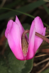 Cyclamen repandum