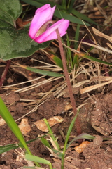 Cyclamen repandum