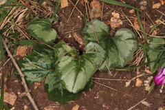 Cyclamen repandum