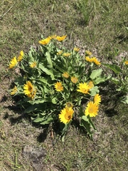 Balsamorhiza