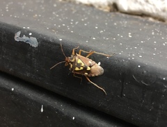 Oebalus poecilus
