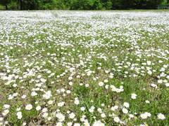 Astranthium ciliatum