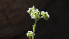 Cryptantha pterocarya