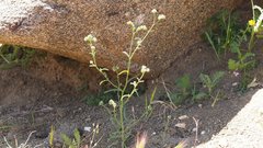 Cryptantha pterocarya