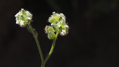 Cryptantha pterocarya