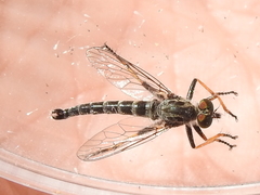 Neoitamus flavofemoratus