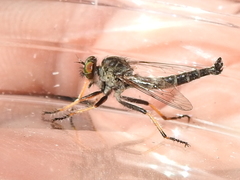 Neoitamus flavofemoratus