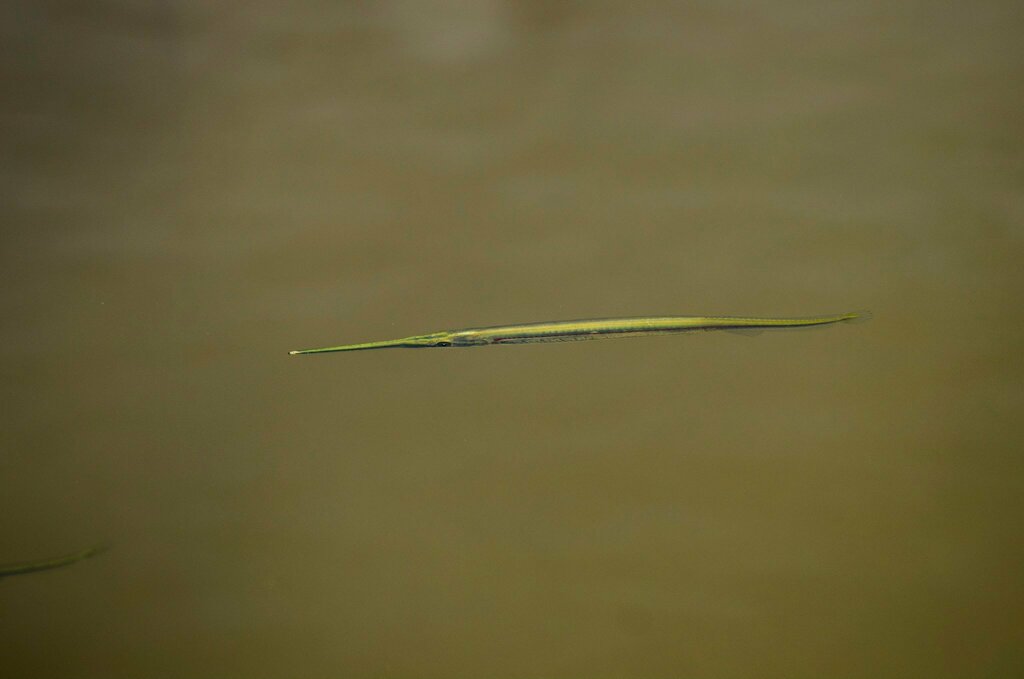 Eigenmann's needlefish (Potamorrhaphis eigenmanni) — Belonidae