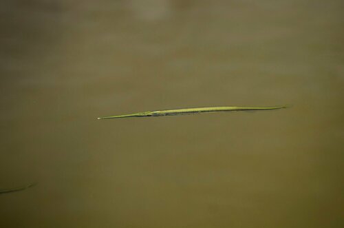 Eigenmann's needlefish (Potamorrhaphis eigenmanni) — Belonidae