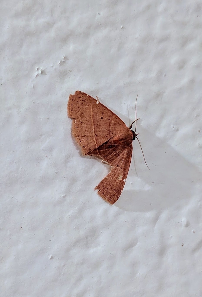Condate nabalua
