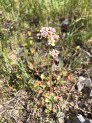 Micranthes integrifolia