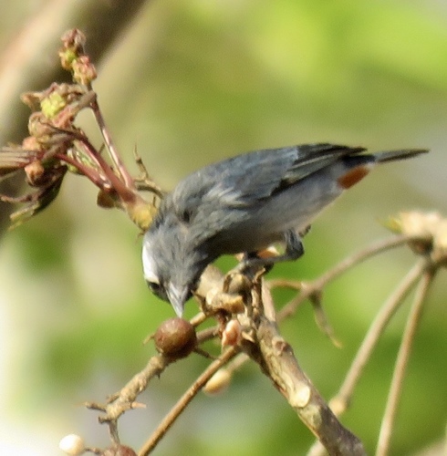 Conirostrum leucogenys