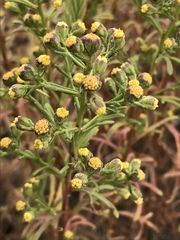 Amblyopappus pusillus