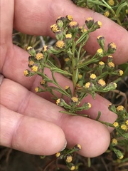 Amblyopappus pusillus