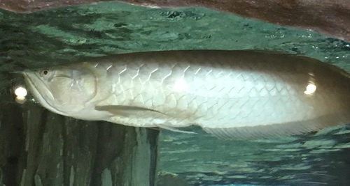 Osteoglossum bicirrhosum