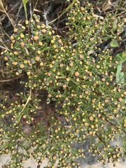 Amblyopappus pusillus