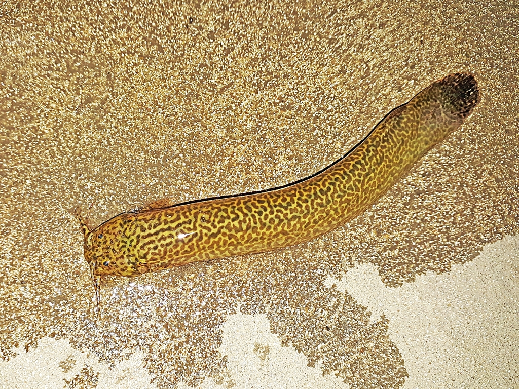 Ituglanis eichhorniarum