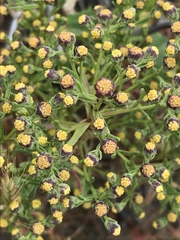 Amblyopappus pusillus
