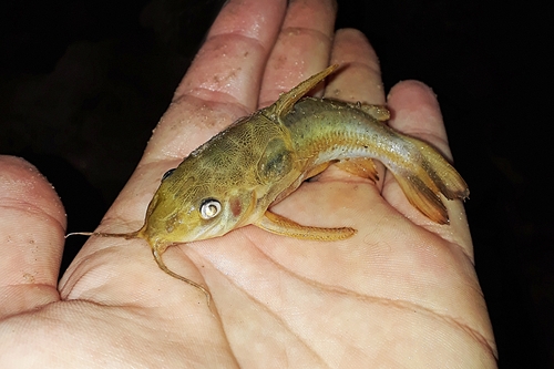 Spotted thorny catfish (Ossancora punctata) — Doradidae