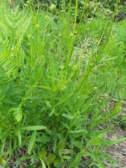 Coreopsis auriculata