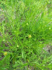 Coreopsis auriculata