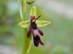 Ophrys insectifera insectifera