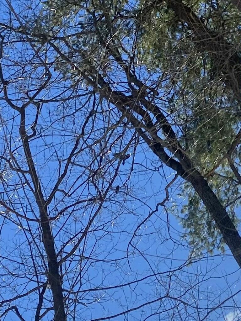 Common Raven from Red Rocks, VT on February 19, 2024 by samggons. Saw ...