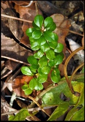 Pseudoziziphus celata