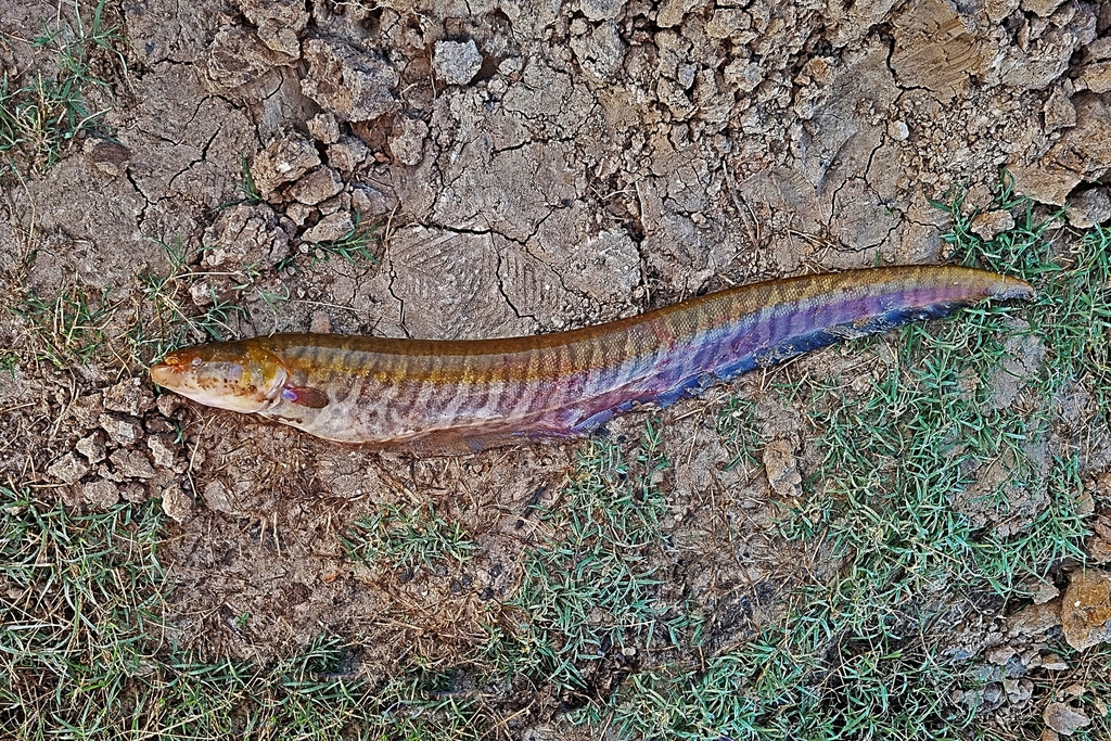 Banded knifefish (Gymnotus carapo) — Gymnotidae