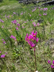 Primula poetica