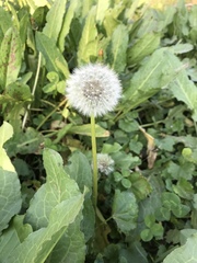 Taraxacum officinale
