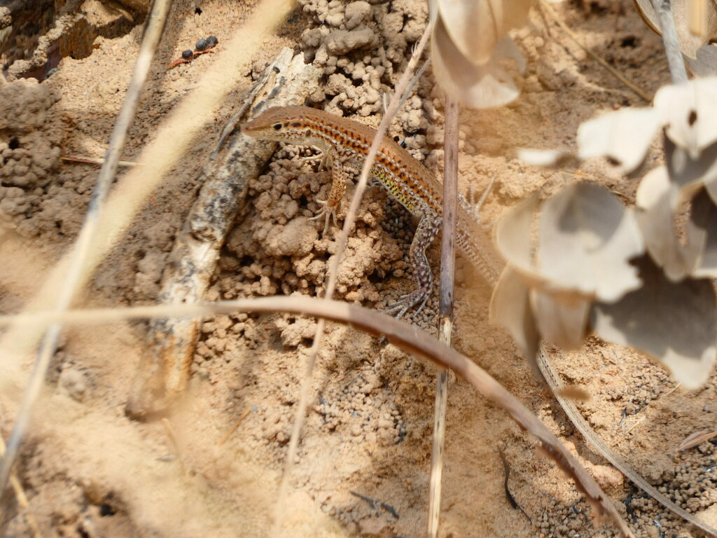 Guinea Fringe-Fingered Lizard