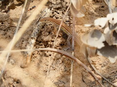 Guinea Fringe-Fingered Lizard photo 1