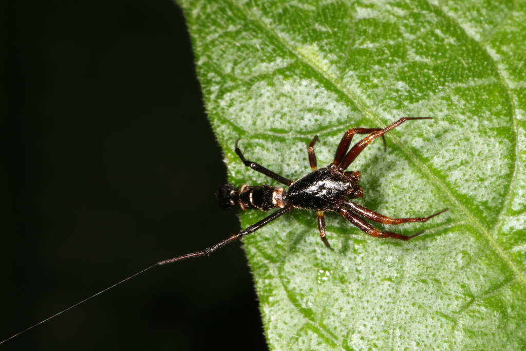 Micrathena spitzi