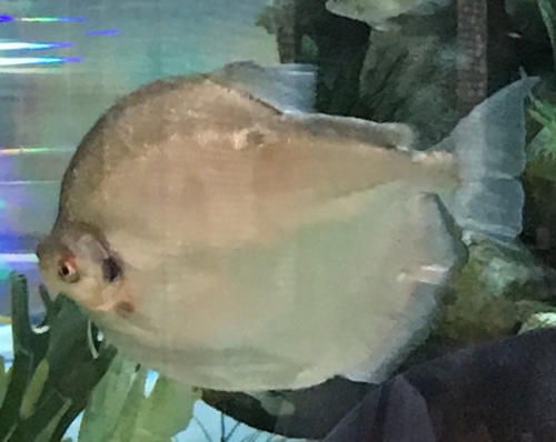 Mylossoma duriventre