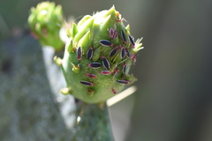 Hesperolabops gelastops