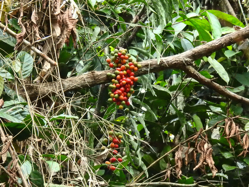 Desmoncus polyacanthos, detail