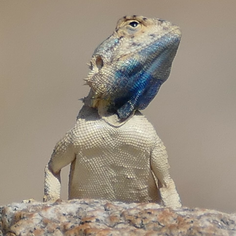 Agama anchietae Bocage, 1896