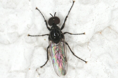 Fever Fly