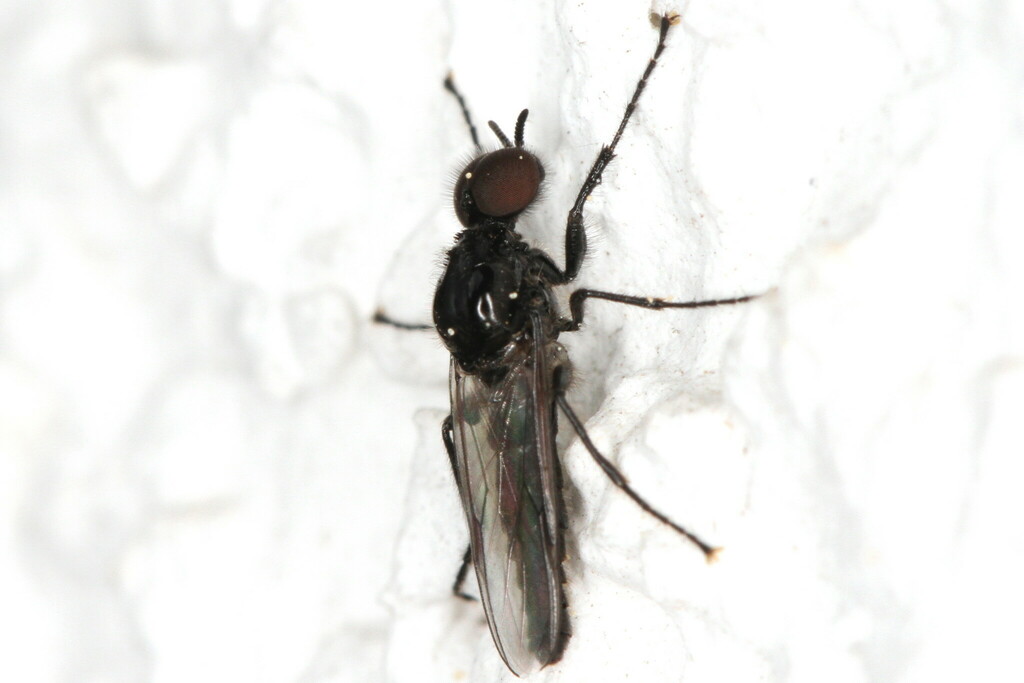 Fever Fly, photo 1 of 8