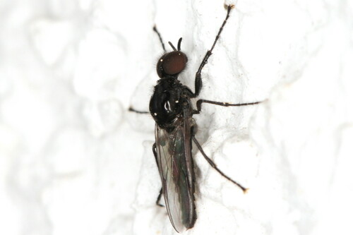 Fever Fly