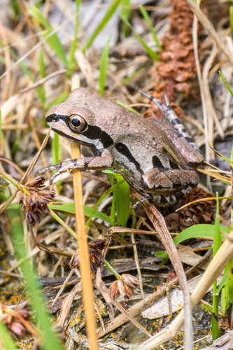 Pseudacris ornata
